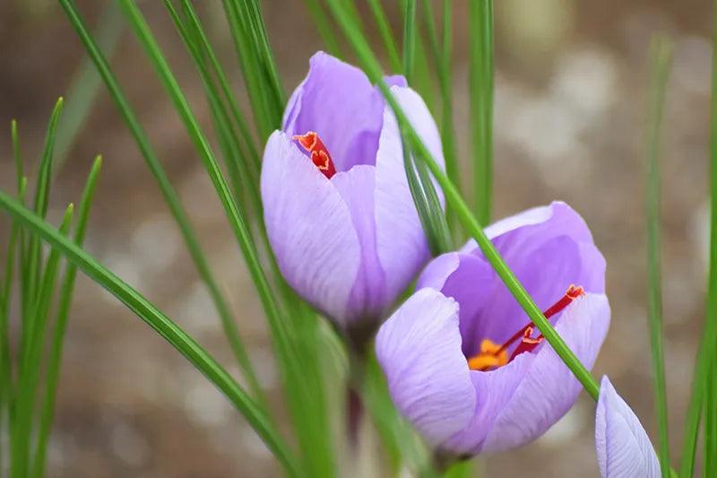 The Marvelous Benefits of Saffron and Important Usage Guidelines