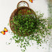 Rustic Blue Rattan Flower Wall Basket for Real or Faux Blooms