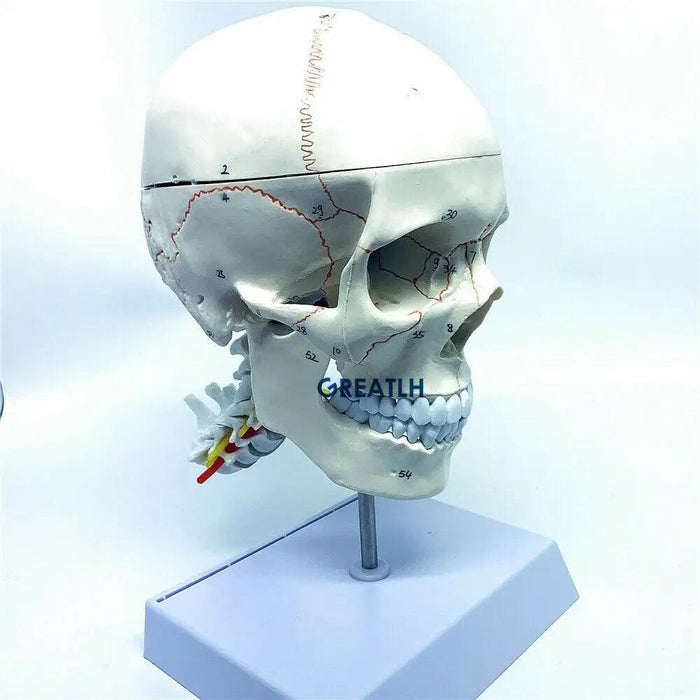 Life-Size Human Skull and Brain Anatomy Model