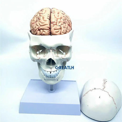 Life-Size Human Skull and Brain Anatomy Model