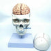 Life-Size Human Skull and Brain Anatomy Model