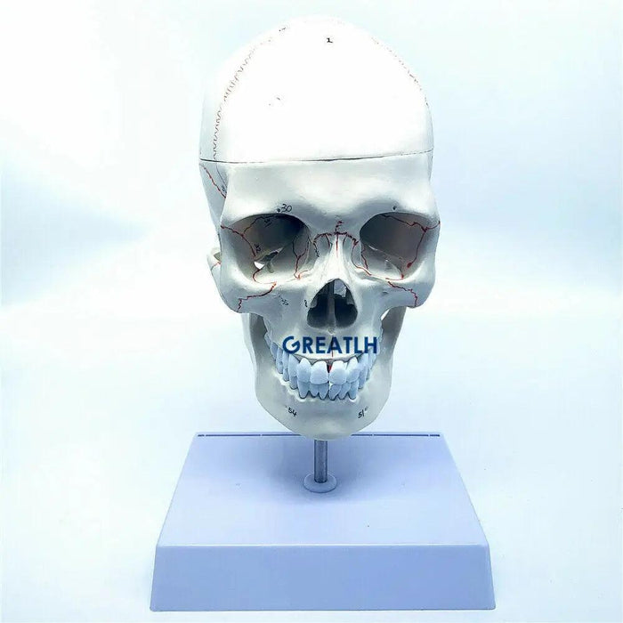 Life-Size Human Skull and Brain Anatomy Model