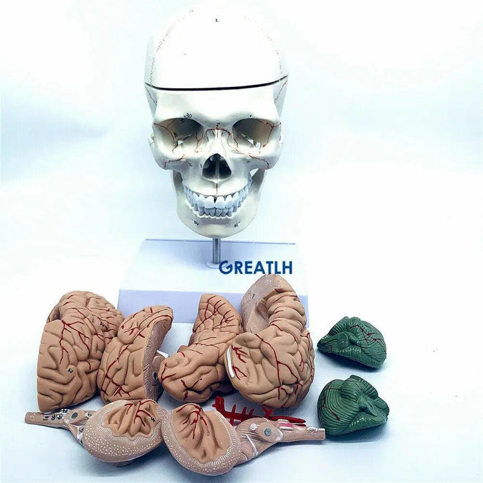 Life-Size Human Skull and Brain Anatomy Model