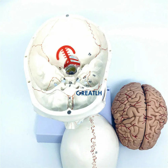 Life-Size Human Skull and Brain Anatomy Model