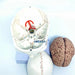 Life-Size Human Skull and Brain Anatomy Model