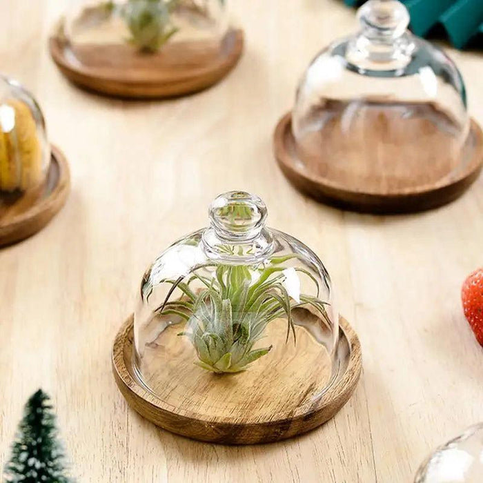 Acacia Wood Mini Treat Serving Dish with Clear Glass Dome for Elegant Tea Time