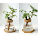 Chic Hydroponic Glass Vase - Modern Mini Planter for Stylish Home Decor