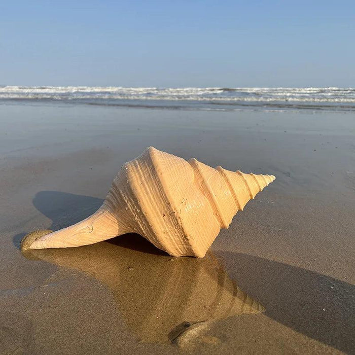 Oceanic Splendor: Australian Trumpet Shell for Unique Home Decor and Creative Projects