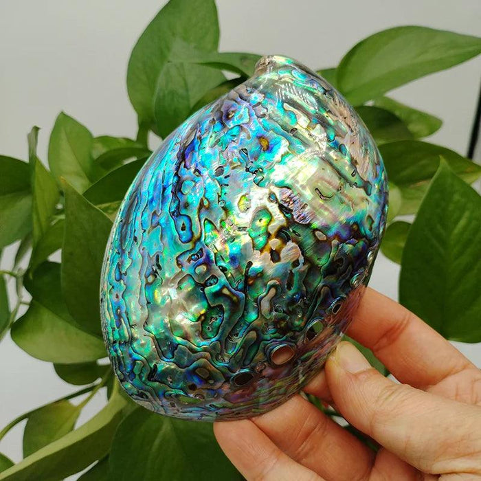 Vibrant Red-Accented Abalone Shell Décor - Unique Ocean-Inspired Gifts for Home and Aquariums