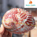 Vibrant Red Abalone Shell Art: Coastal Decor for Homes and Aquariums