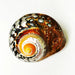 Exquisite Brown Jade Turbo Seashells from South Africa - Perfect for Hermit Crabs and Stylish Home Accents