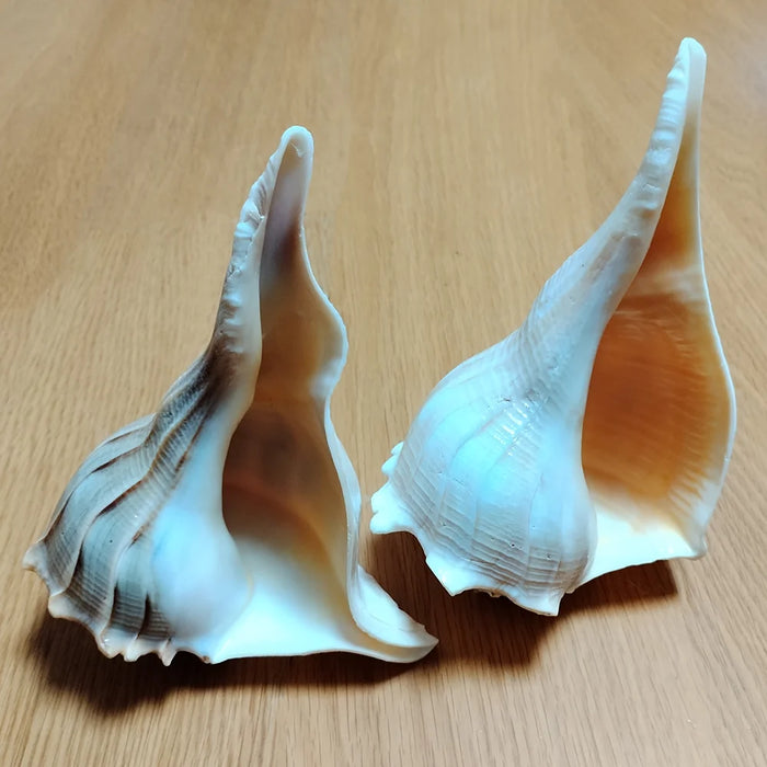 Unique Left-Handed Busycon Contrarium Conch Shell - A Natural Masterpiece for Collectors and Thoughtful Gifting