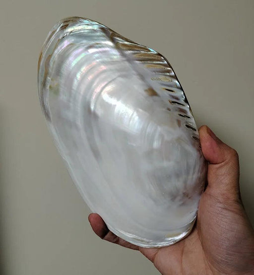 Elegant Polished Giant Oyster Shell - A Coastal Gem for Home Decor and Photography