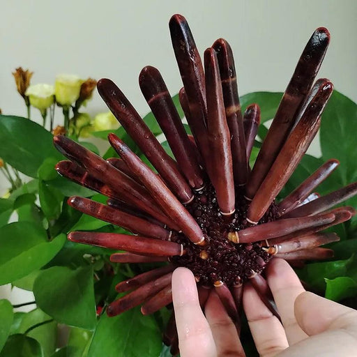 Natural Slate Pencil Urchin Seashells – Large 21-25CM