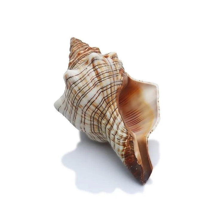 Seaside Elegance Natural Shell Trapezium Horse Conch Decor for Aquariums and Special Events