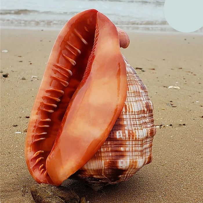 Natural Orange Bull's-mouth Helmet Conch Shells for Home and Aquatic Decor (12-17CM)