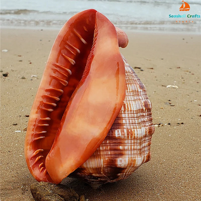 Natural Orange Bull's-mouth Conch Shells for Nautical Home Styling & Aquatic Decor (12-17CM)