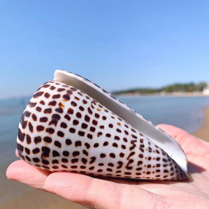 Leopard Cone Shell Décor - Authentic Lithoconus leopardus with Striking Black Spot Detailing