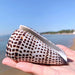 Leopard Cone Shell Décor - Authentic Lithoconus leopardus with Striking Black Spot Detailing