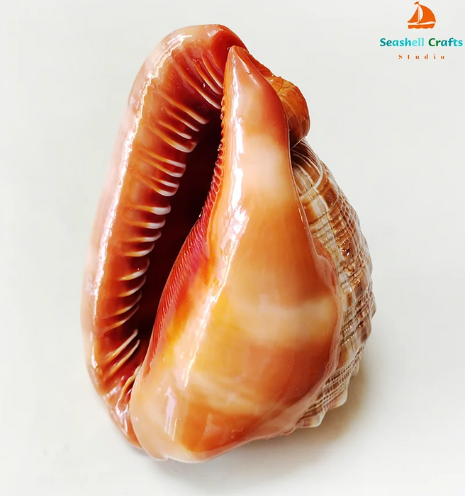 Natural Orange Bull's-mouth Conch Shells for Nautical Home Styling & Aquatic Decor (12-17CM)