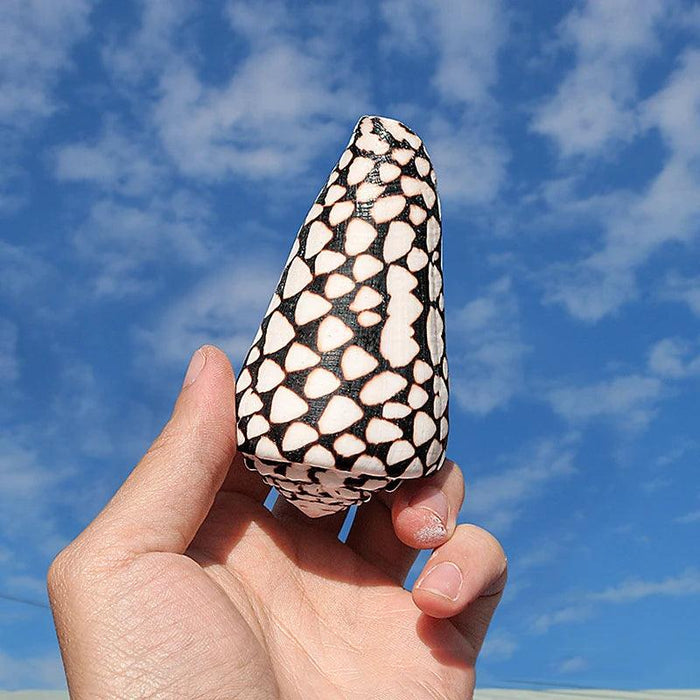 Exquisite Hebrew Marble Cone Shells - Natural Coastal Treasures for Elegant Home Decor