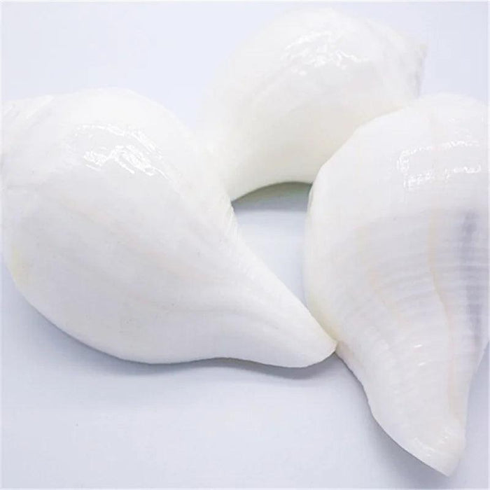 Stunning 11CM Indian Sacred Chank Shell Conch for Home and Event Decor