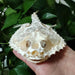 Genuine Deep Sea Handfish Skull Replica - Distinctive Taxidermy Specimen for Educational Purposes and Display - 15 CM