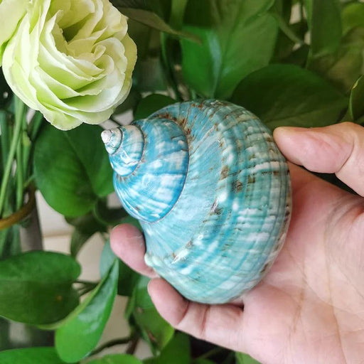 Coastal Charms: Authentic Green Turbo Imperialis Seashells for Elegant Home Decor and Creative Crafts