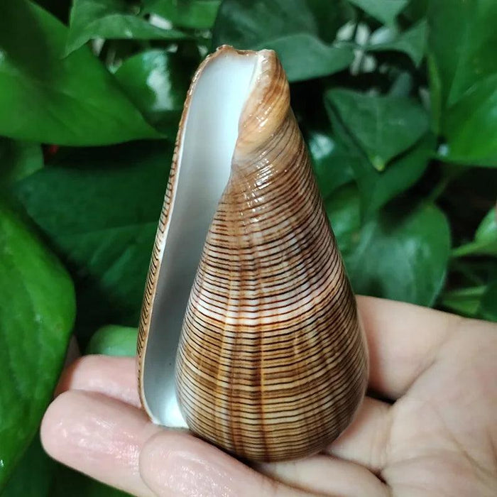 Elegant Gold-Infused Conus Striatus Shell - Ideal for Aquatic Decor, Hermit Crab Habitats, and Special Celebrations