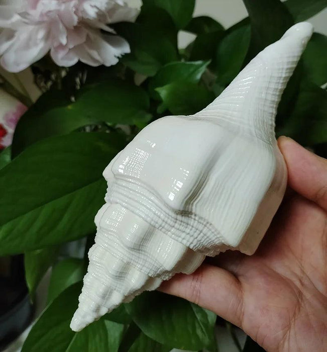 Genuine Indian Shankh Vamavarti Dattatreya Conch Shell