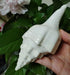 Large Natural Turbinella Angulata Conch Shell (12-20cm)