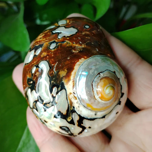 Exquisite Brown Jade Turbo Seashells from South Africa - Perfect for Hermit Crabs and Stylish Home Accents