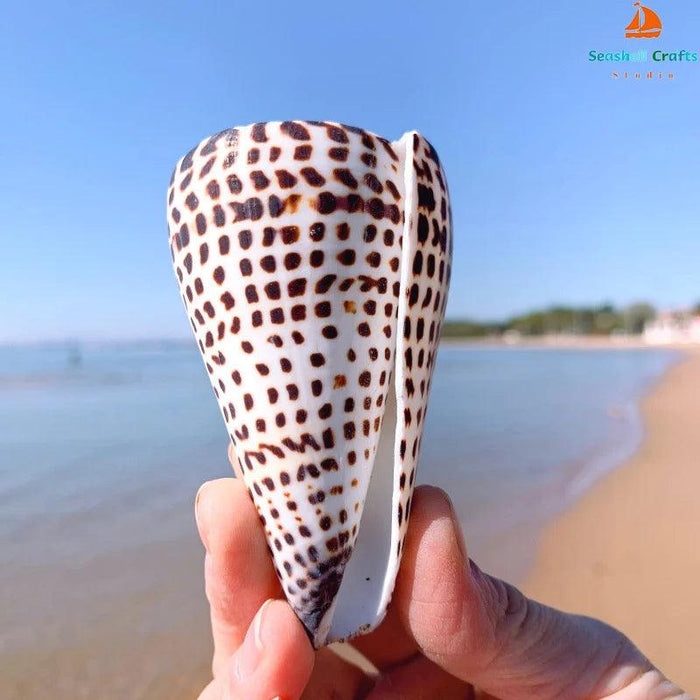 Leopard Cone Shell Décor - Authentic Lithoconus leopardus with Striking Black Spot Detailing