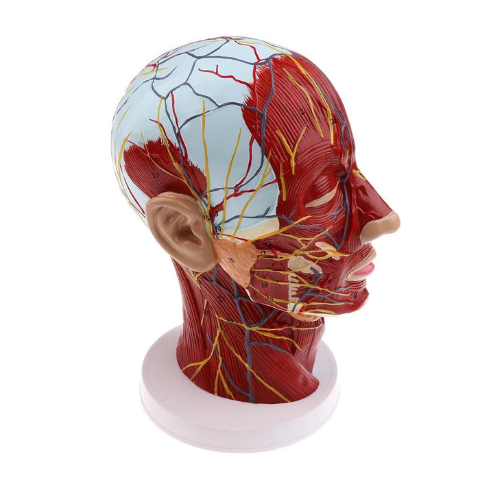 Realistic 3D Human Head and Neck Anatomy Model with Detailed Nerves and Cervical Structure