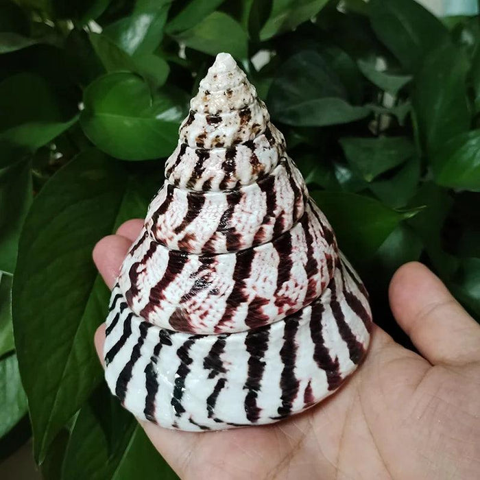 Majestic Zebra Conch Shell – Large 9-10CM Coastal Decor