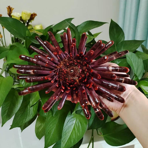 Sunflower-Shaped Large Natural Slate Pencil Urchin Seashells for Coastal Decor