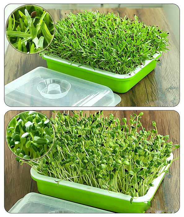 Sustainable Home Sprout Growing Kit - Easy Green & White Seed Tray Solution