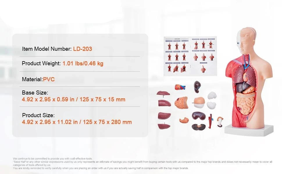 3D Interactive Human Anatomy Skeleton Model