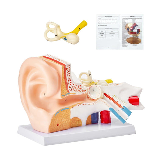 Interactive 3D Enlarged Human Ear Anatomy Model - Educational Tool with Detachable Parts for In-Depth Physiological Learning