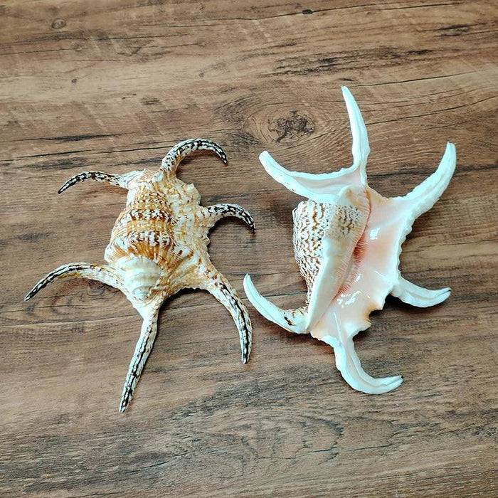 Extra Large Chiragra Spider Conch Shells - Distinctive Nautical Home Decor for Creative Projects (17-20CM)