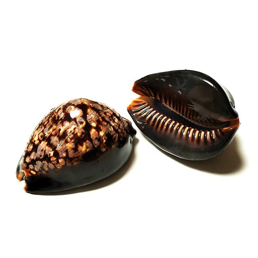 Set of 2 Authentic Cypraea Mauritiana Chocolate Cowrie Shells for Beach-Themed Decor and Crafting Activities