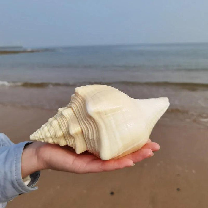 Genuine Indian Shankh Vamavarti Dattatreya Conch Shell