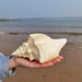 Large Natural Turbinella Angulata Conch Shell (12-20cm)