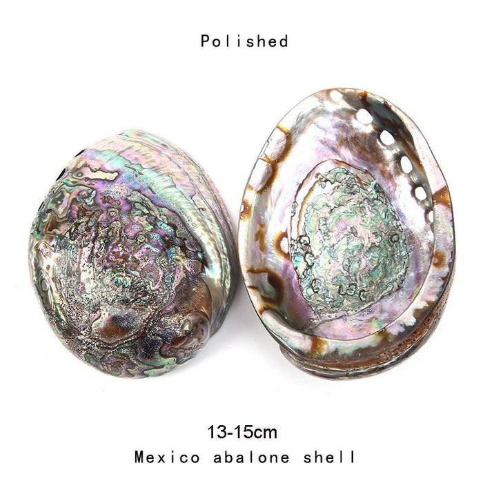 Stunning New Zealand Abalone Shell - 12-16CM Ideal for Weddings, Aquatic Displays, and Creative Crafts