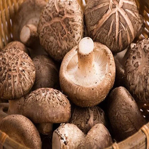 Charming Faux Mushroom Decor Collection - 6 Lifelike Models for Home and Photography Enhancement
