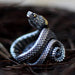 Fierce Vintage Gothic Serpent Wrap Ring - Unique Punk Animal Statement Jewelry