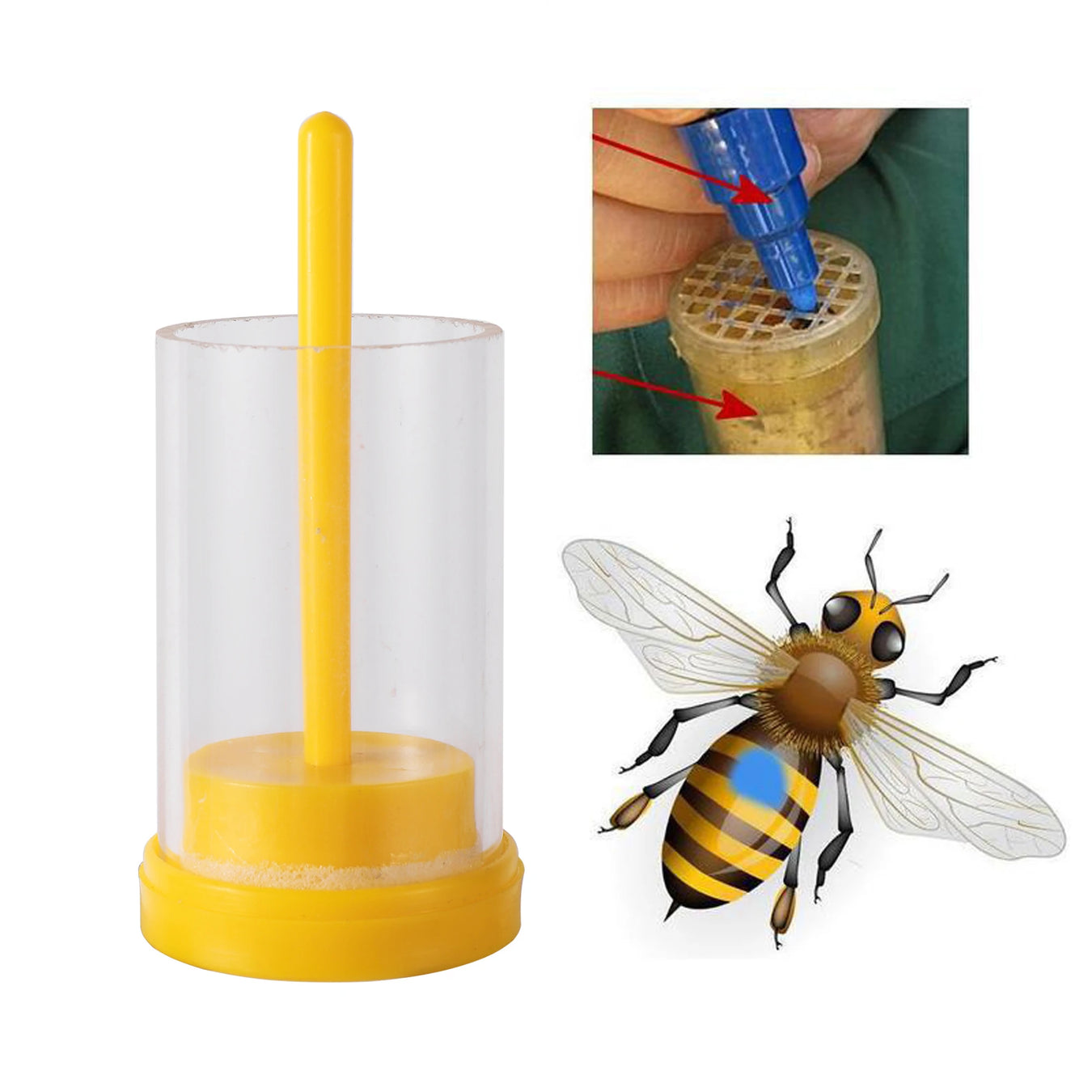 Beekeeper's Queen Bee Marking Set for Effortless Identification