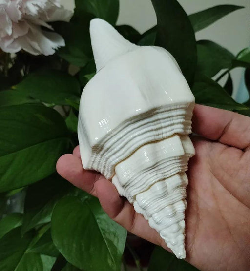 Large Natural Turbinella Angulata Conch Shell (12-20cm)