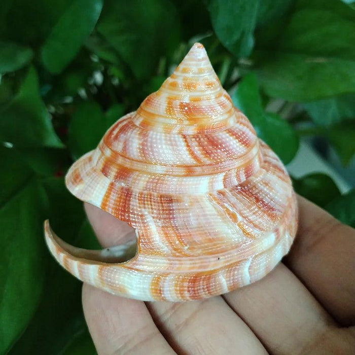 Vivid Orange Tower Conch Shell for Aquatic Decor and Creative Projects