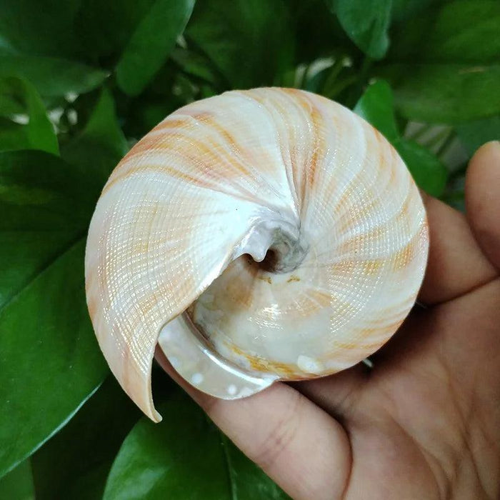 Vivid Orange Tower Conch Shell for Aquatic Decor and Creative Projects